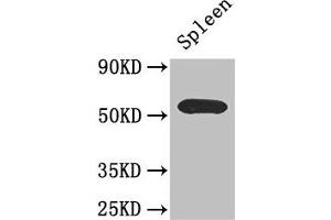Western Blot Positive WB detected in: Mouse spleen tissue All lanes: C16orf1 antibody at 2. (ZDHHC1 抗体  (AA 283-389))