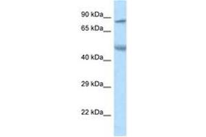 Image no. 1 for anti-Zinc Finger Protein 90 (ZNF90) (AA 49-98) antibody (ABIN6747510) (ZNF90 抗体  (AA 49-98))