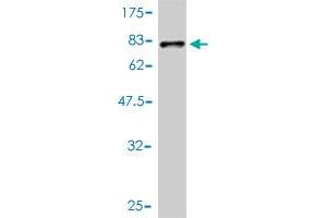 Western Blotting (WB) image for anti-Tubulin, alpha 1c (TUBA1C) (AA 1-449) antibody (ABIN566594)
