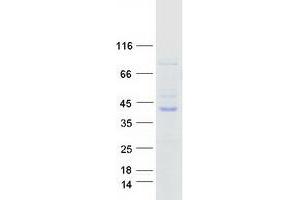 Western Blotting (WB) image for Budding Uninhibited By Benzimidazoles 3 Homolog (Yeast) (BUB3) (Transcript Variant 2) protein (Myc-DYKDDDDK Tag) (ABIN2715362)