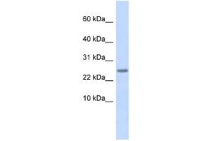 Western Blotting (WB) image for anti-Cystatin 9 (Testatin) (CST9) antibody (ABIN2458862) (CST9 抗体)