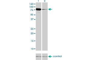 Western Blotting (WB) image for anti-Mitofusin 2 (MFN2) (AA 661-758) antibody (ABIN599102) (MFN2 抗体  (AA 661-758))