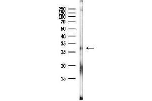 Western blot analysis of lysates from HepG2 cells(heat-shock,45 min treatment), using GJ Antibody at 1/1000 dilution.