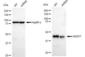 Western blotting analysis using WDR77 antibody (ABIN7800856). (WDR77 抗体)