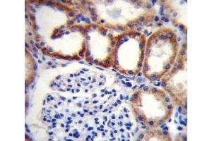 SDHD antibody immunohistochemistry analysis in formalin fixed and paraffin embedded human kidney tissue. (SDHD 抗体  (AA 13-42))