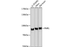Western blot analysis of extracts of various cell lines, using FMRP antibody (ABIN6133703, ABIN6140719, ABIN6140721 and ABIN6221705) at 1:1000 dilution.