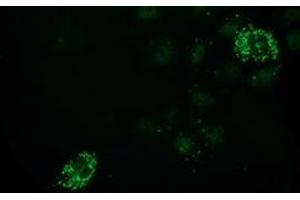 Anti-PDF mouse monoclonal antibody (ABIN2454639) immunofluorescent staining of COS7 cells transiently transfected by pCMV6-ENTRY PDF (RC205788). (GDF15 抗体)