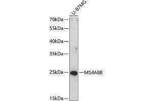 Western blot analysis of extracts of U-87MG cells, using MS4B antibody (ABIN6135053, ABIN6144057, ABIN6144058 and ABIN6214546) at 1:1000 dilution. (Membrane-Spanning 4-Domains, Subfamily A, Member 8 (MS4A8) 抗体)