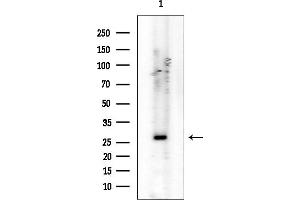 anti-LYL1 (LYL1) antibody