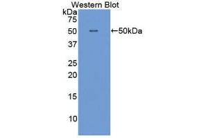 Western Blotting (WB) image for anti-Interferon alpha (IFNA) (AA 23-187) antibody (ABIN3209664) (IFNA 抗体  (AA 23-187))