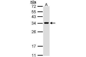 WB Image Sample (30 ug of whole cell lysate) A: H1299 12% SDS PAGE antibody diluted at 1:1000 (VAPA 抗体)