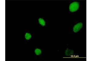 Immunofluorescence of purified MaxPab antibody to YEATS4 on HeLa cell. (GAS41 抗体  (AA 1-227))