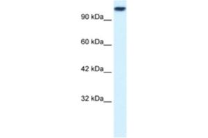 Western Blotting (WB) image for anti-Kinesin Family Member 3C (KIF3C) antibody (ABIN2460835) (KIF3C 抗体)