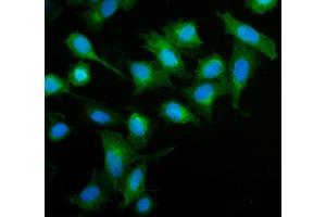 IF analysis of MIEF1 using anti-MIEF1 antibody (ABIN7600396).