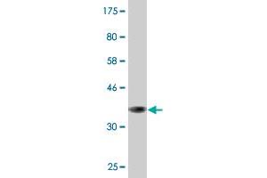 Western Blotting (WB) image for anti-Glutathione S-Transferase alpha 2 (GSTa2) (AA 1-100) antibody (ABIN516223)