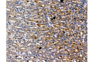 ABIN6260715 and ABIN6278829 at 1/100 staining rat stomach tissue by IHC-P.