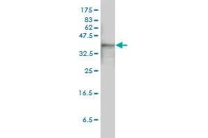 Western Blotting (WB) image for anti-Actin, beta (ACTB) (AA 1-375) antibody (ABIN559756)