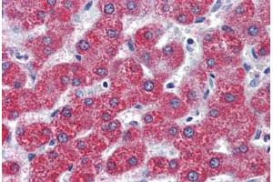Human Liver (formalin-fixed, paraffin-embedded) stained with LPAR3 antibody ABIN399993 at 5 ug/ml followed by biotinylated goat anti-rabbit IgG secondary antibody ABIN481713, alkaline phosphatase-streptavidin and chromogen. (LPAR3 抗体  (Internal Region))