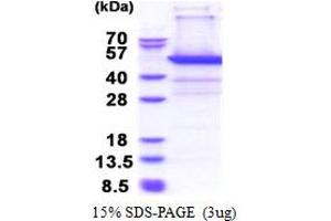 SDS-PAGE (SDS) image for Proteasome (Prosome, Macropain) 26S Subunit, Non-ATPase, 11 (PSMD11) (AA 1-422) protein (His tag) (ABIN5853429)