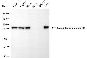 Western blotting analysis using kinesin family member 2C antibody (ABIN7799205). (Recombinant KIF2C 抗体)