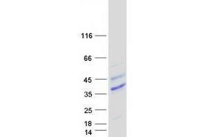 Western Blotting (WB) image for Fms-Related tyrosine Kinase 3 Ligand (FLT3LG) (Active) protein (Myc-DYKDDDDK Tag) (ABIN2721238)