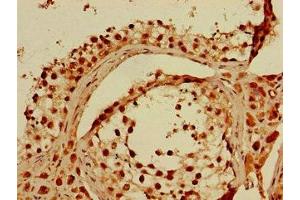 Immunohistochemistry of paraffin-embedded human testis tissue using ABIN7156122 at dilution of 1:100 (KPNA4 抗体  (AA 51-239))