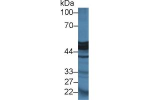 Western Blot; Sample: Mouse Pancreas lysate; Primary Ab: 2µg/ml Rabbit Anti-Rat CPA1 Antibody Second Ab: 0. (CPA1 抗体  (AA 205-419))