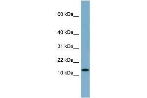 WB Suggested Anti-RPS27L  Antibody Titration: 0. (RPS27L 抗体  (N-Term))