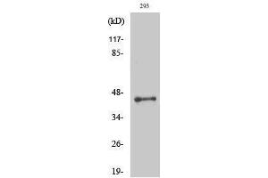 Western Blotting (WB) image for anti-LUC7-Like 2 (LUC7L2) (Internal Region) antibody (ABIN3185422) (LUC7L2 抗体  (Internal Region))