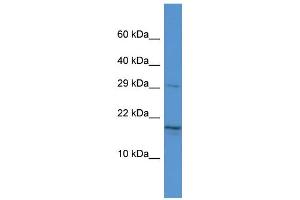 Host: Rabbit Target Name: HN1 Sample Type: Hela Whole Cell lysates Antibody Dilution: 1. (HN1 抗体  (Middle Region))
