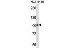 Western Blotting (WB) image for anti-Multimerin 2 (MMRN2) antibody (ABIN2997102) (MMRN2 抗体)