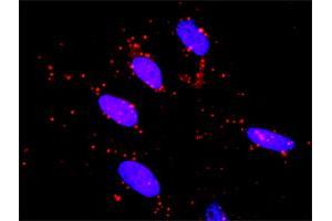 Proximity Ligation Analysis of protein-protein interactions between MAPK3 and RET. (Ret Proto-Oncogene 抗体  (AA 361-458))