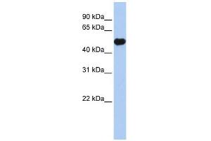 KCNJ12 antibody used at 1 ug/ml to detect target protein. (Kir2.2 抗体  (Middle Region))