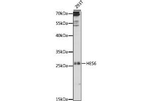 Western blot analysis of extracts of 293T cells, using HES6 antibody (ABIN7267561) at 1:1000 dilution. (HES6 抗体  (AA 1-224))