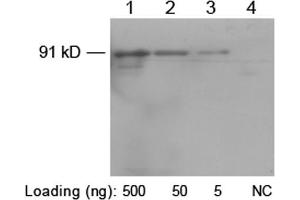 Western blot analysis of His-fusion protein (MW~91 kD) using 1 µg/mL Rabbit Anti-His-tag Polyclonal Antibody (ABIN398410) Lane 1-3: C-terminal His-fusion protein pfu-HisLane 4: Negative E. (His Tag 抗体)