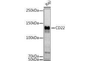 Western blot analysis of extracts of Raji cells, using CD22 antibody (ABIN6131253, ABIN6138143, ABIN6138144 and ABIN6221471) at 1:1000 dilution. (CD22 抗体  (AA 708-847))