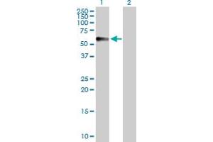 Western Blot analysis of CPVL expression in transfected 293T cell line by CPVL MaxPab polyclonal antibody.