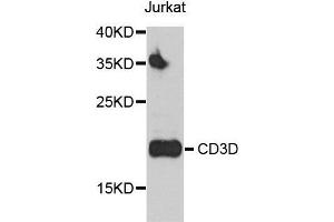 Western blot analysis of Jurkat cell and HUT-78 cell lysate using CD3D antibody. (CD3D 抗体  (AA 22-105))