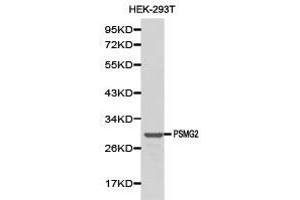 Western Blotting (WB) image for anti-Proteasome (Prosome, Macropain) Assembly Chaperone 2 (PSMG2) antibody (ABIN1874401) (PSMG2 抗体)