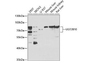 Western blot analysis of extracts of various cell lines, using UGT2B10 antibody (ABIN6128888, ABIN6149901, ABIN6149902 and ABIN6223477) at 1:1000 dilution. (UGT2B10 抗体  (AA 20-280))