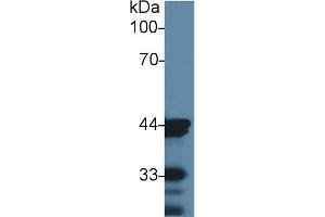Detection of ACTC1 in Mouse Skin lysate using Monoclonal Antibody to Actin Alpha 1, Cardiac Muscle (ACTC1) (ACTC1 抗体  (AA 156-368))