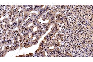 Detection of ALCAM in Human Adrenal gland Tissue using Monoclonal Antibody to Activated Leukocyte Cell Adhesion Molecule (ALCAM) (CD166 抗体  (AA 28-527))
