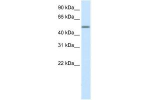 HSZFP36 antibody used at 0. (ZNF823 抗体  (Middle Region))