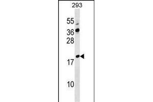 LYZL4 Antibody (Center) (ABIN1538359 and ABIN2849592) western blot analysis in 293 cell line lysates (35 μg/lane). (Lysozyme-Like 4 抗体  (AA 37-63))