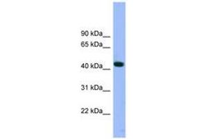 Image no. 1 for anti-ARP3 Actin-Related Protein 3 (ACTR3) (AA 35-84) antibody (ABIN6743623) (ACTR3 抗体  (AA 35-84))