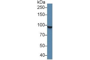 Western blot analysis of Human K562 cell lysate, using Human STAT5A Antibody (2 µg/ml) and HRP-conjugated Goat Anti-Rabbit antibody ( (STAT5A 抗体  (AA 673-773))
