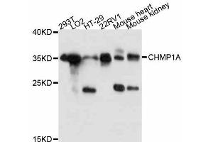 Western blot analysis of extracts of various cell lines, using CHMP1A antibody (ABIN5997438) at 1:3000 dilution. (CHMP1A 抗体)