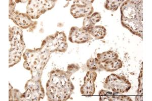 Immunoperoxidase of purified MaxPab antibody to ITPK1 on formalin-fixed paraffin-embedded human placenta. (ITPK1 抗体  (AA 1-314))