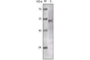 Western blot analysis using Tip60 mouse mAb against truncated Tip60 recombinant protein. (KAT5 抗体)