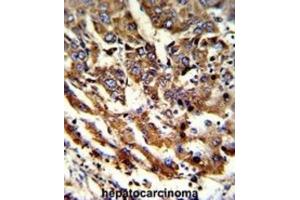 Immunohistochemistry (IHC) image for anti-Endoplasmic Reticulum Protein 29 (ERP29) antibody (ABIN3001703) (ERP29 抗体)